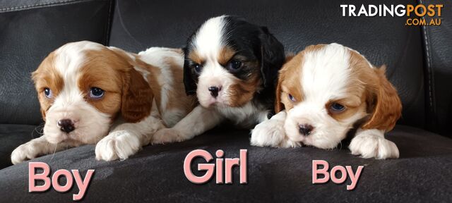 STUNNING BEAGLIER PUPPIES COMING SOON !!!!?