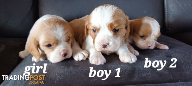 STUNNING BEAGLIER PUPPIES COMING SOON!!!!