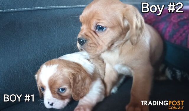 STUNNING BEAGLIER PUPPIES