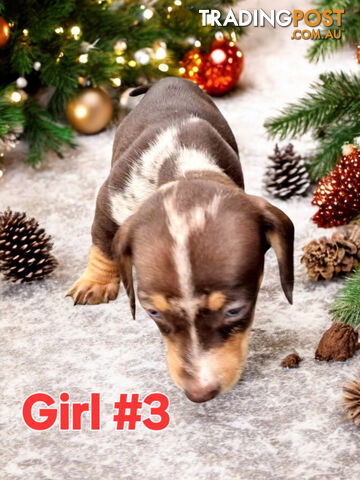 STUNNING MINIATURE DACHSHUND PUPPIES COMING SOON!!!!