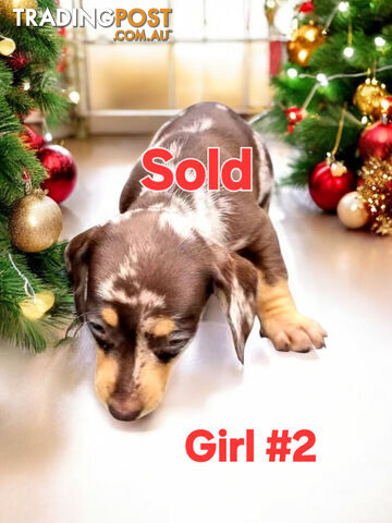 STUNNING MINIATURE DACHSHUND PUPPIES COMING SOON!!!!