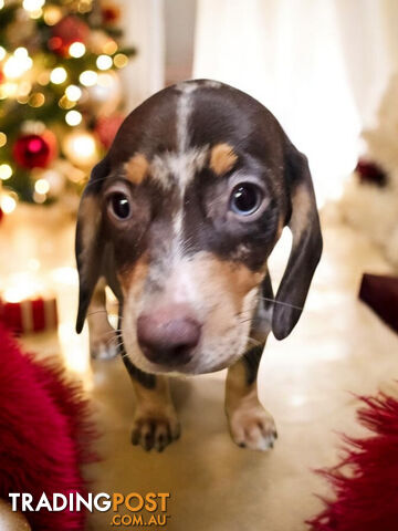 STUNNING MINIATURE DACHSHUND PUPPIES 