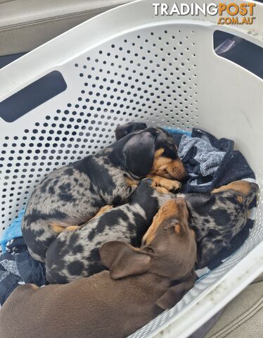 STUNNING MINIATURE DACHSHUND PUPPIES 