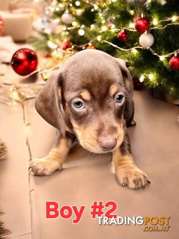 STUNNING MINIATURE DACHSHUND PUPPIES COMING SOON!!!!