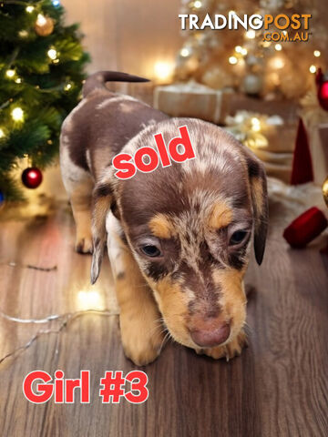 STUNNING MINIATURE DACHSHUND PUPPIES COMING SOON!!!!