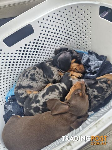 STUNNING MINIATURE DACHSHUND PUPPIES 