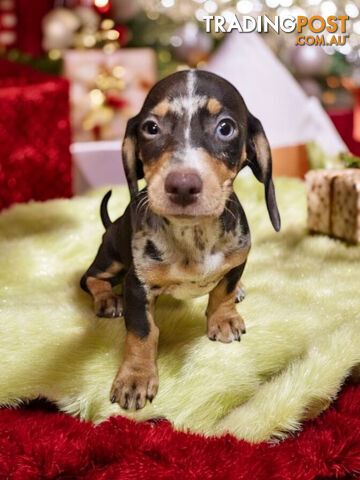 STUNNING MINIATURE DACHSHUND PUPPIES 