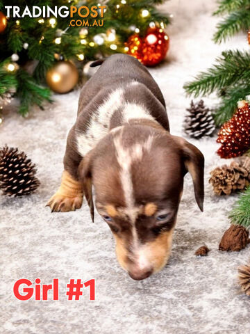 STUNNING MINIATURE DACHSHUND PUPPIES COMING SOON!!!!