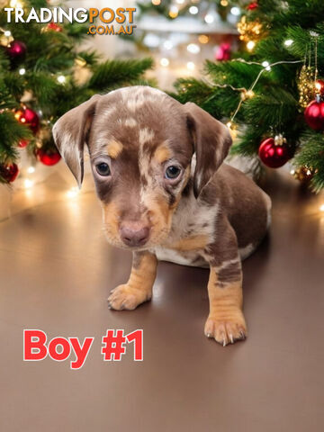 STUNNING MINIATURE DACHSHUND PUPPIES COMING SOON!!!!