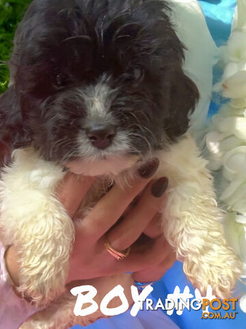 BEAUTIFUL TOY CAVOODLE PUPPIES  