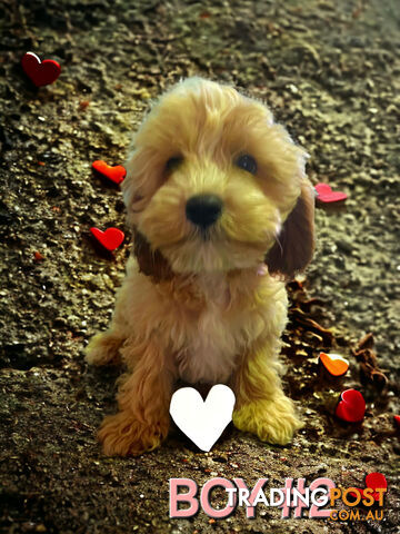 BEAUTIFUL TOY CAVOODLE PUPPIES  