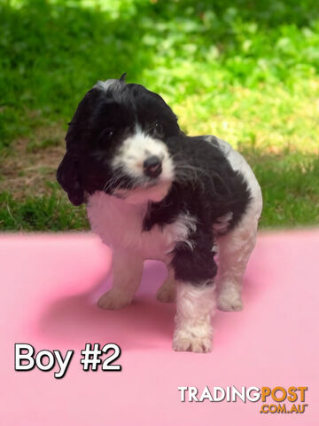 BEAUTIFUL TOY CAVOODLE PUPPIES  