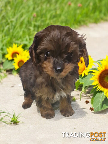 BEAUTIFUL TOY CAVOODLE PUPPIES  