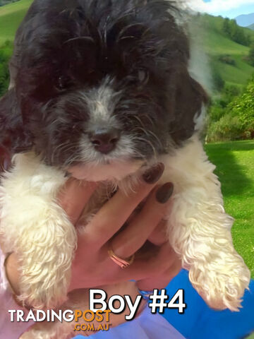 BEAUTIFUL TOY CAVOODLE PUPPIES  