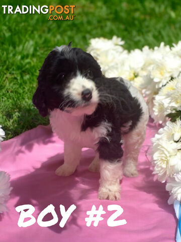 BEAUTIFUL TOY CAVOODLE PUPPIES  