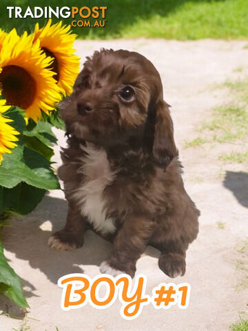 BEAUTIFUL TOY CAVOODLE PUPPIES  