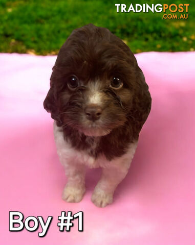 BEAUTIFUL TOY CAVOODLE PUPPIES  