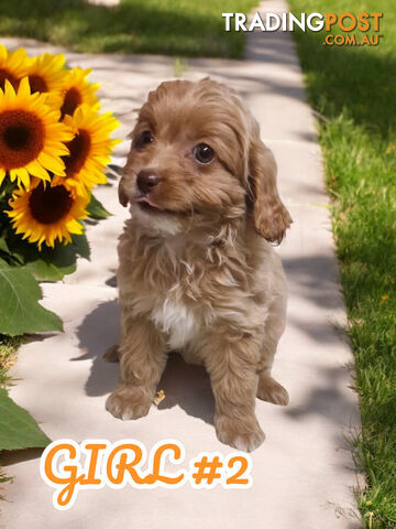 BEAUTIFUL TOY CAVOODLE PUPPIES  