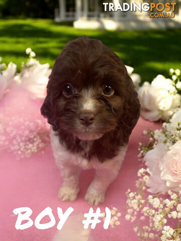 BEAUTIFUL TOY CAVOODLE PUPPIES  