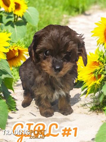 BEAUTIFUL TOY CAVOODLE PUPPIES  