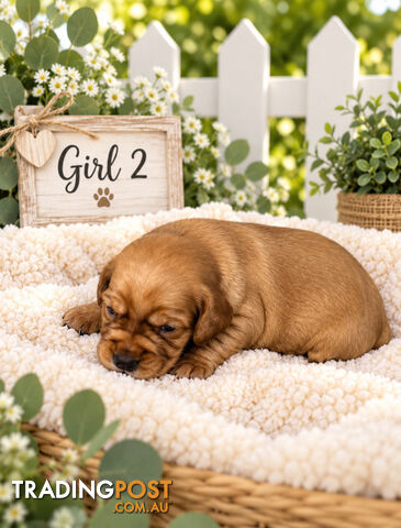 EXQUISITE MINI SPANADOR PUPPIES - photo 2 of 4
