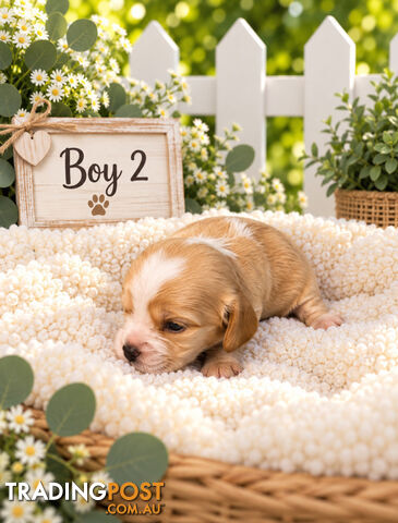 EXQUISITE MINI SPANADOR PUPPIES - photo 4 of 4