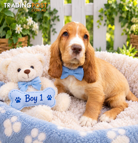 EXQUISITE MINI RETREIVER PUPPIES