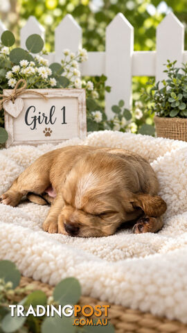 EXQUISITE MINI SPANADOR PUPPIES