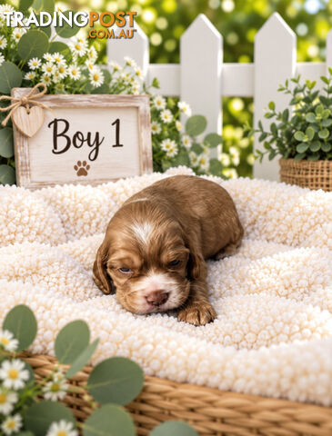 EXQUISITE MINI SPANADOR PUPPIES - photo 3 of 4