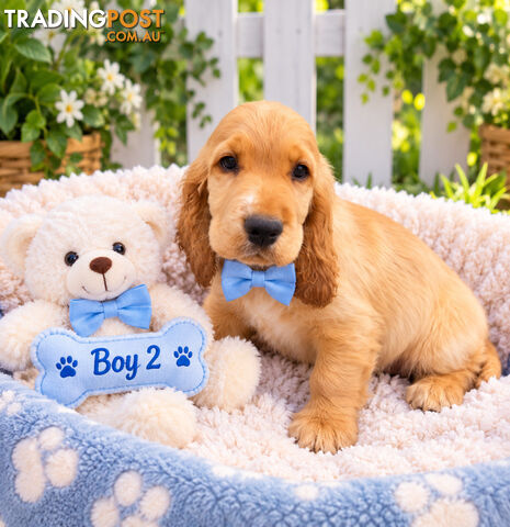 LAST EXQUISITE MINI RETREIVER BOY