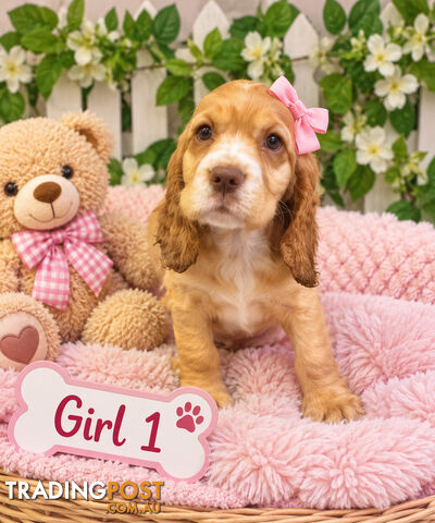 EXQUISITE MINI RETREIVER PUPPIES