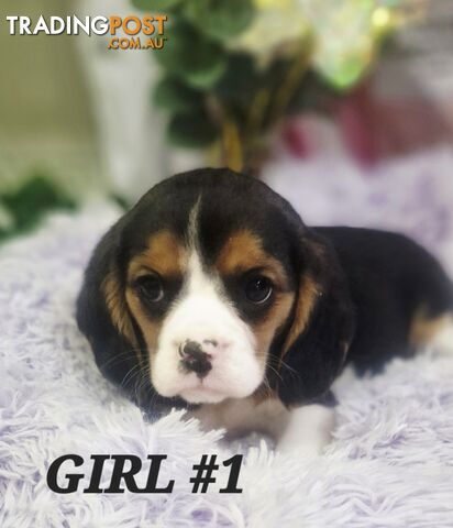 ADORABLE BEAGLIER PUPPIES