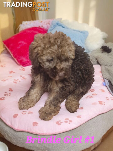 STUNNING PUREBRED POODLE PUPPIES