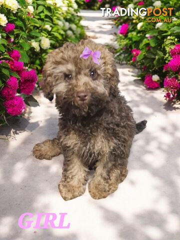 STUNNING PUREBRED POODLE PUPPIES