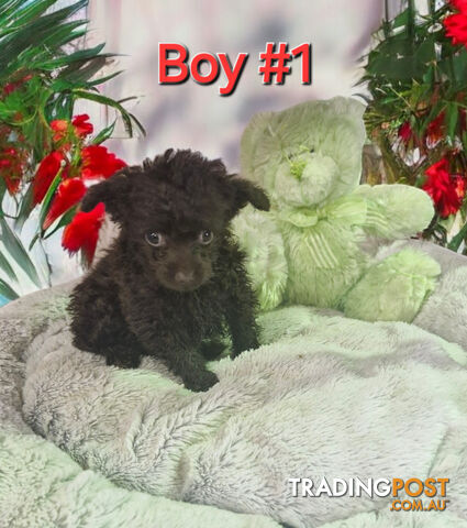 STUNNING PUREBRED TINY TOY  POODLE PUPPIES