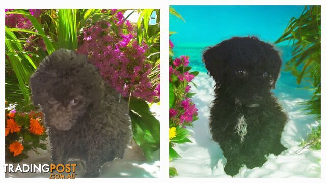 STUNNING PUREBRED TINY TOY  POODLE PUPPIES