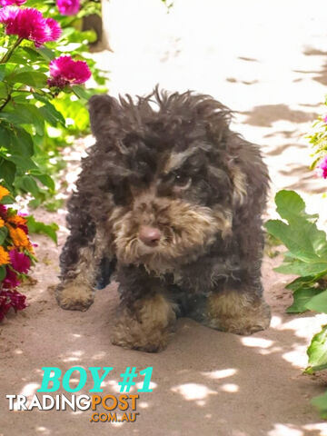 STUNNING PUREBRED POODLE PUPPIES