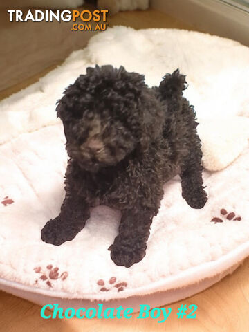 STUNNING PUREBRED POODLE PUPPIES