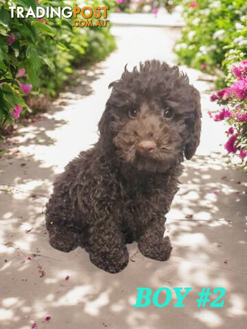 STUNNING PUREBRED POODLE PUPPIES