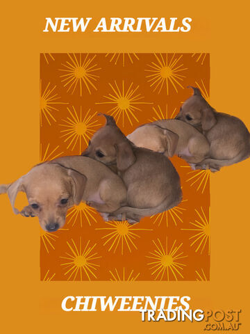 ADORABLE CHIWEENIE PUPPIES