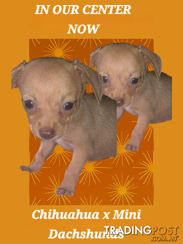 LAST LTTLE CHIWEENIE PUPPY