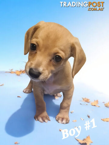 ADORABLE TEENIE CHIWEENIE PUPPIES