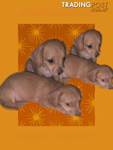 LAST LTTLE CHIWEENIE PUPPY