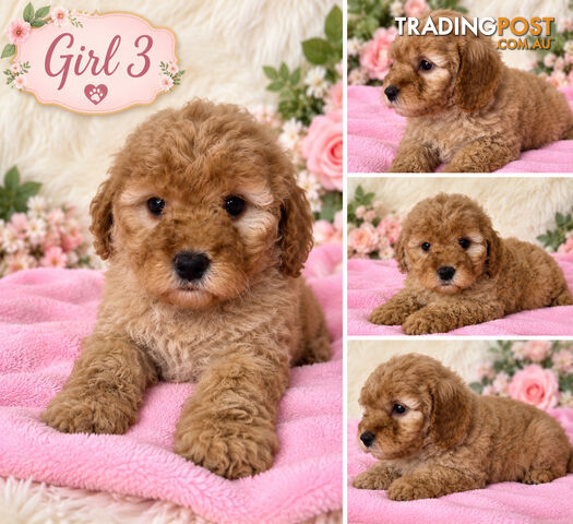 BEAUTIFUL MINIATURE GROODLE PUPPIES  - photo 4 of 4