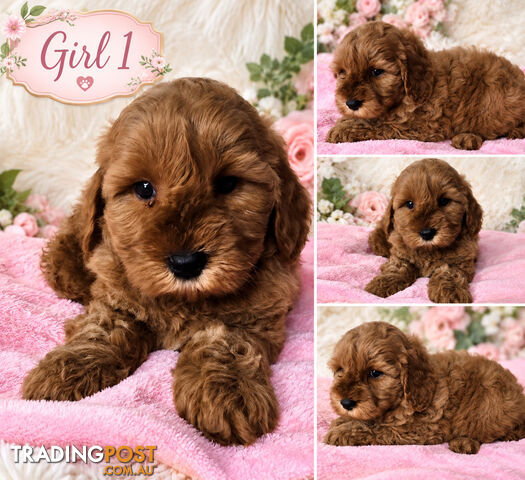 BEAUTIFUL MINIATURE GROODLE PUPPIES