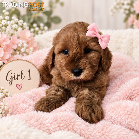 BEAUTIFUL MINIATURE GROODLE PUPPIES