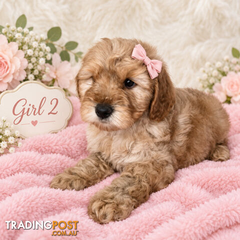 BEAUTIFUL MINIATURE GROODLE PUPPIES  - photo 2 of 4