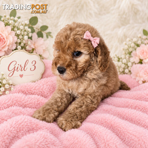 BEAUTIFUL MINIATURE GROODLE PUPPIES  - photo 3 of 4