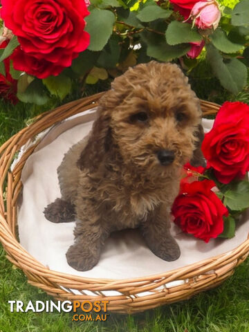 LAST ADORABLE RUBY TOY SPOODLE BOY