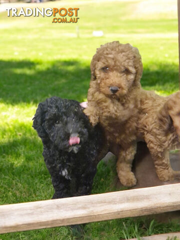 GORGEOUS MINIATURE SPOODLE PUPPIES